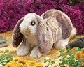 Baby Lop Rabbit